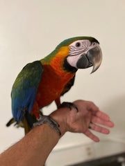 Catalina macaw