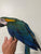 Harley Gold macaw