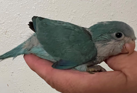 Blue Quaker Parrot