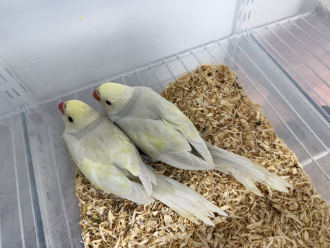 Ringneck Indian parakeet baby -Cinnamon Lutino Lacewing Male