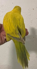Crossover Quaker Parrot