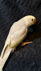 Ringneck Indian parakeet baby - cinnemon / yellow  Lacewing Male