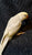 Ringneck Indian parakeet baby - cinnemon / yellow  Lacewing Male