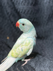 Blue Harlequin Indian Ringneck Male