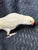 Ringneck Indian parakeet baby - cinnemon / yellow  Lacewing Male