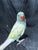 Blue Harlequin Indian Ringneck Male