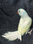 Blue Harlequin Indian Ringneck Male