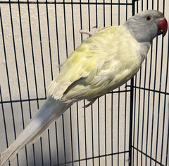 Grey Harlequin Indian Ringneck Male