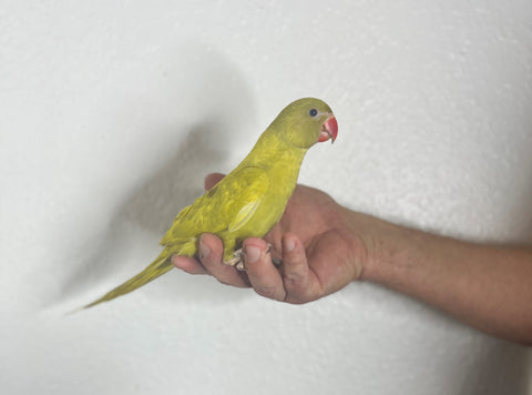 Harlequin Indian Ringneck Male