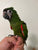 Hanhs Macaw