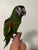 Hanhs Macaw