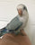 Pallid Blue Quaker Parrot