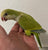 Quaker Parrot Pallid Green