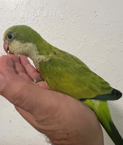 Pallid Green Quaker Parrot