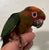 Sun Conure red factor baby