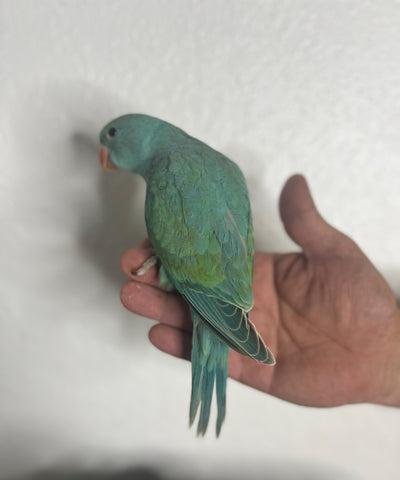 Ringneck Indian parakeet turquoise male