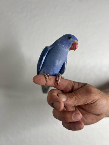 Ringneck Indian parakeet baby - Violet Indian Ringneck female | Best ...
