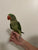 Alexandrine Ringneck