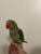 Alexandrine Ringneck