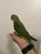 Alexandrine Ringneck