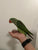 Alexandrine Ringneck