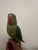 Alexandrine Ringneck