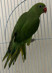 Ringneck Indian parakeet Green Male