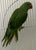 Ringneck Indian parakeet Green Male