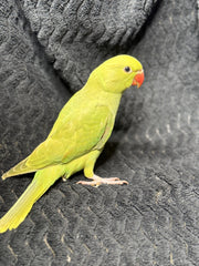Ringneck Indian parakeet Pallid Green female