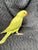 Ringneck Indian parakeet Pallid Green female