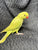 Ringneck Indian parakeet Pallid Green female
