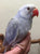 Ringneck Indian parakeet very rare violet female weaned