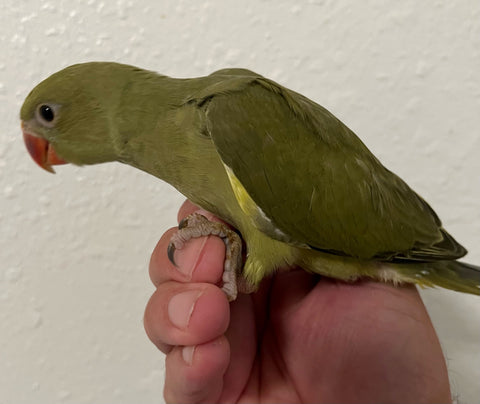 Olive Ringneck Indian parakeet Male