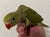 Olive Ringneck Indian parakeet Male