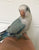 Quaker parrot Pallid Blue