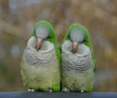 Quaker parrot green