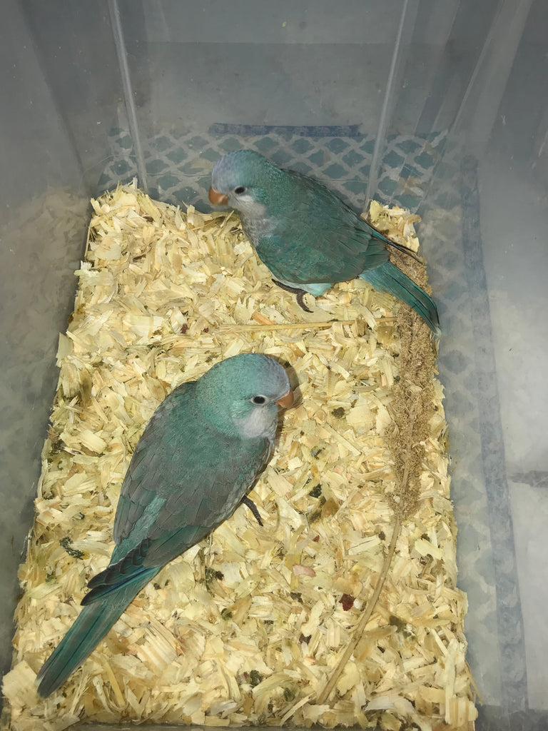 Quaker parrot Blue Male | Best Birds Aviary