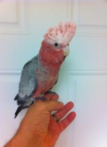 Rose Breasted Cockatoo Baby