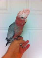 Rose Breasted Cockatoo Baby