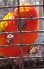 Sun Conure red factor baby