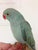 Ringneck Indian parakeet turquoise female