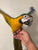 Harley Gold macaw