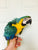 HarleyGold macaw baby