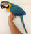 Blue and Gold macaw