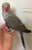 Ringneck Indian parakeet baby grey Male