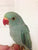 Ringneck Indian parakeet turquoise male